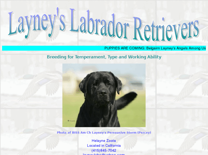 www.layneylabs.com