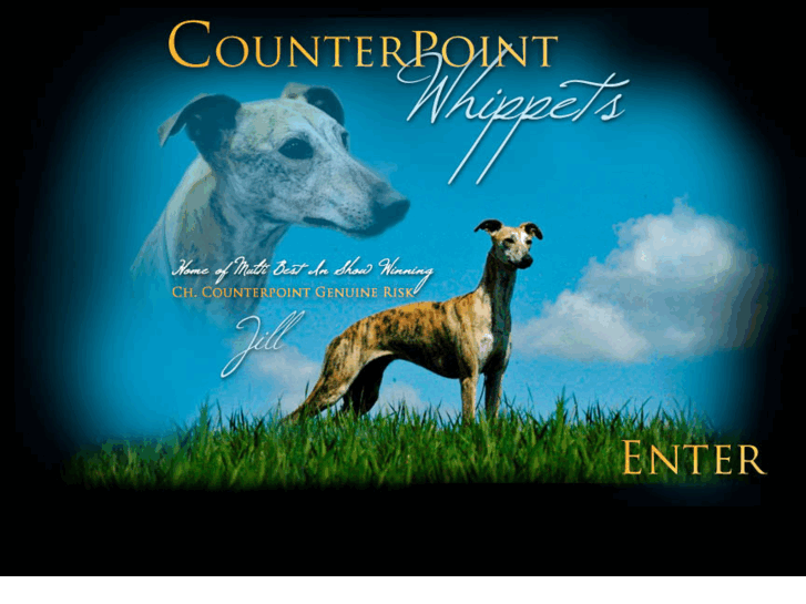 www.counterpointwhippets.com