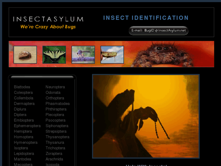www.insectasylum.com