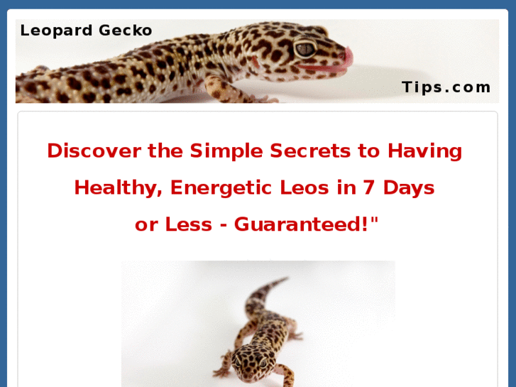 www.leopardgeckotips.com