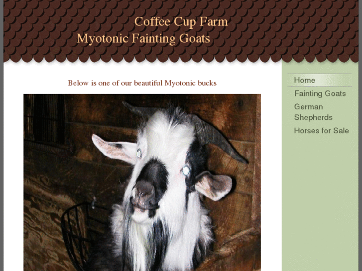 www.coffeecupfarmgermanshepherds.com