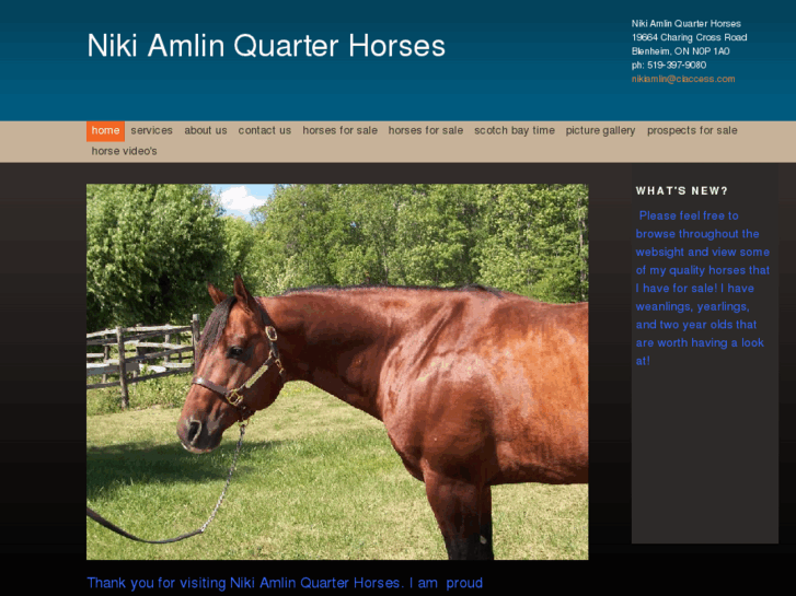 www.nikiamlinquarterhorses.com