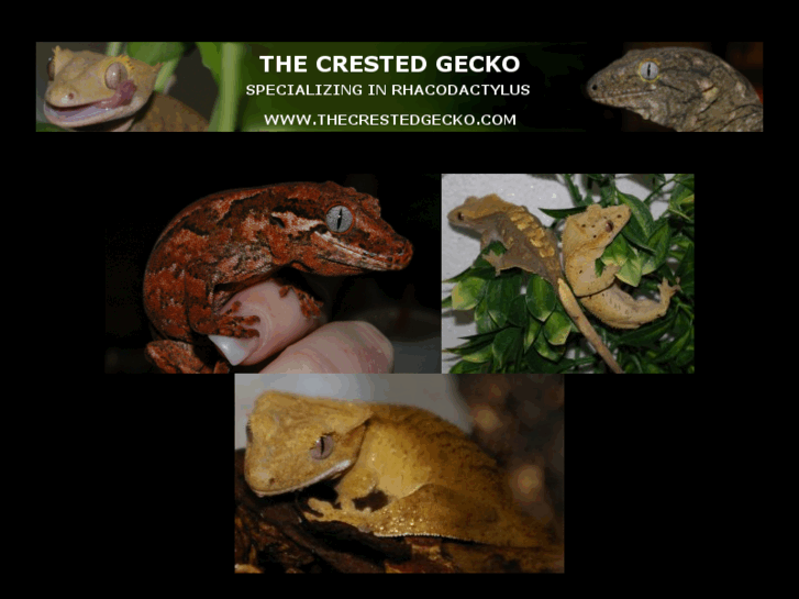 www.thecrestedgecko.com