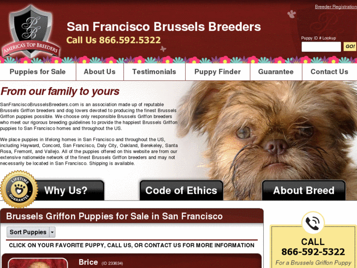 www.sanfranciscobrusselsbreeders.com