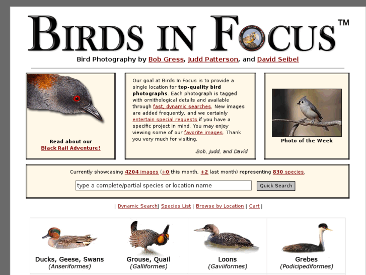 www.birdsinfocus.com