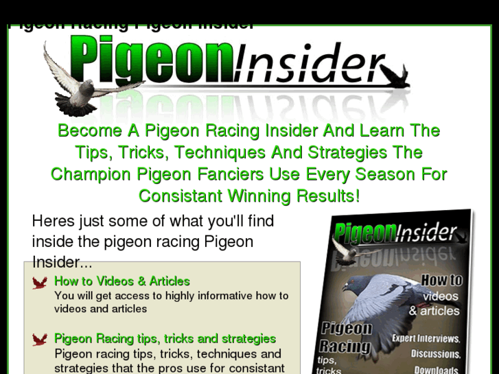 www.pigeonelite.com