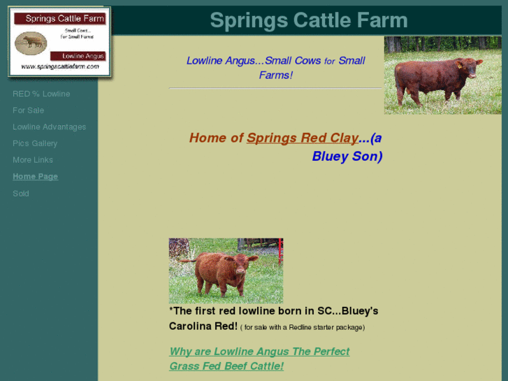 www.springscattlefarm.com