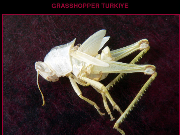 www.grasshopperturkiye.com