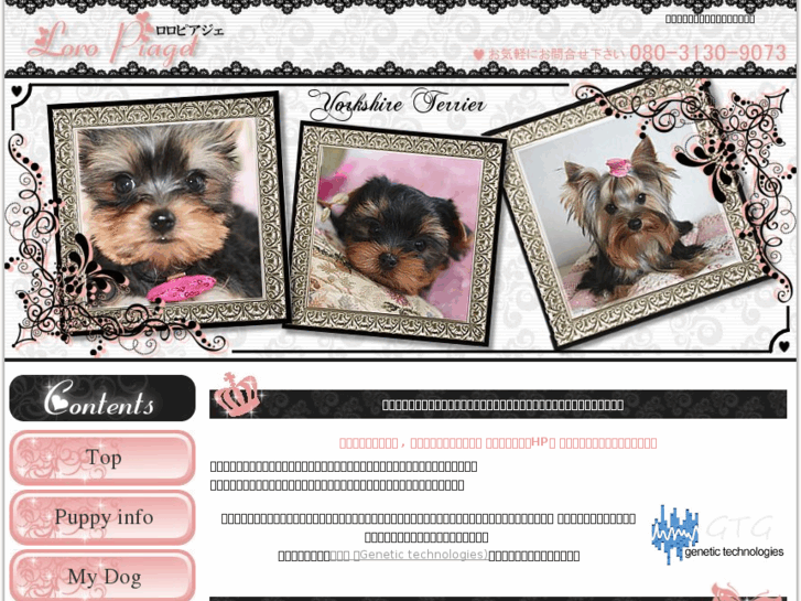 www.celeb-yorkie.com