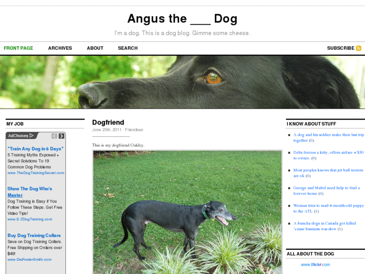 www.angusthedog.com