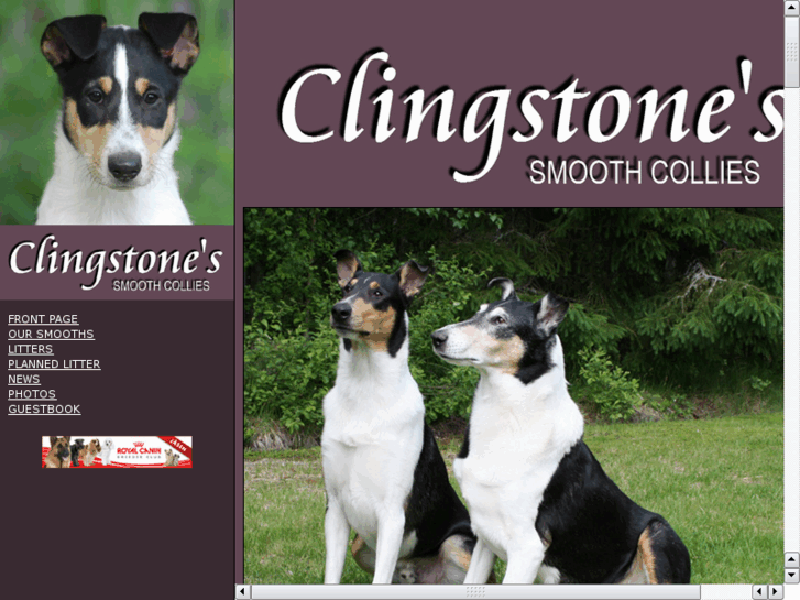 www.clingstonesmoothcollies.com