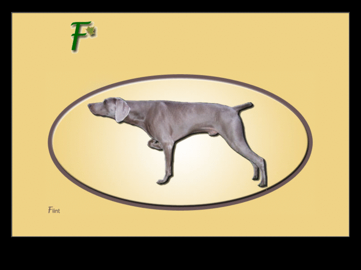 www.foresterweimaraners.com