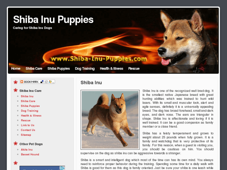 www.shiba-inu-puppies.com
