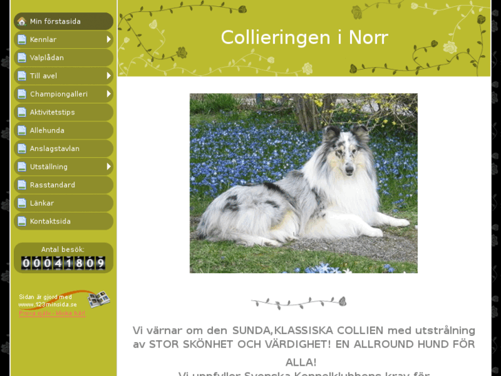 www.collieringen.se
