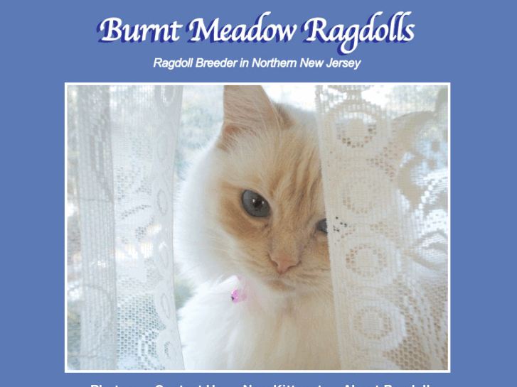 www.burntmeadowragdolls.com