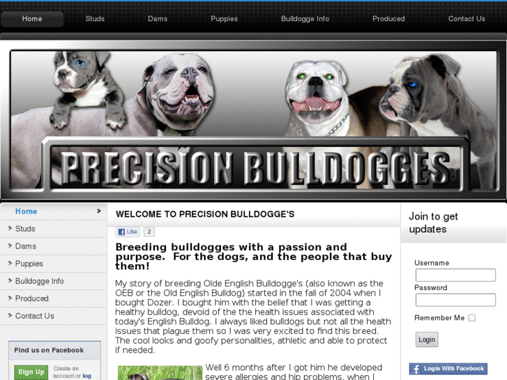 www.precisionbulldogges.com