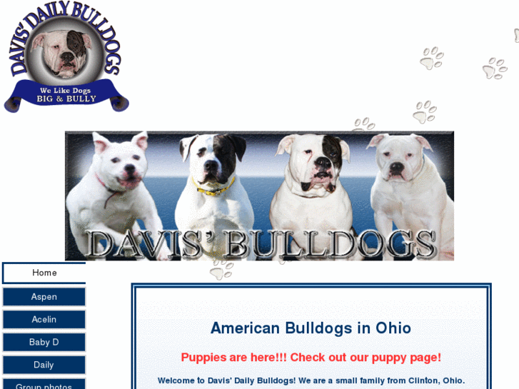 www.dailybulldogs.com