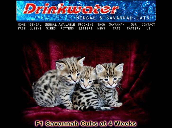 www.drinkwatercats.com