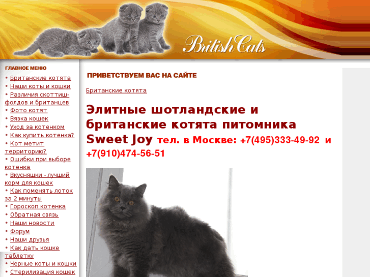 www.britishcats-msk.ru