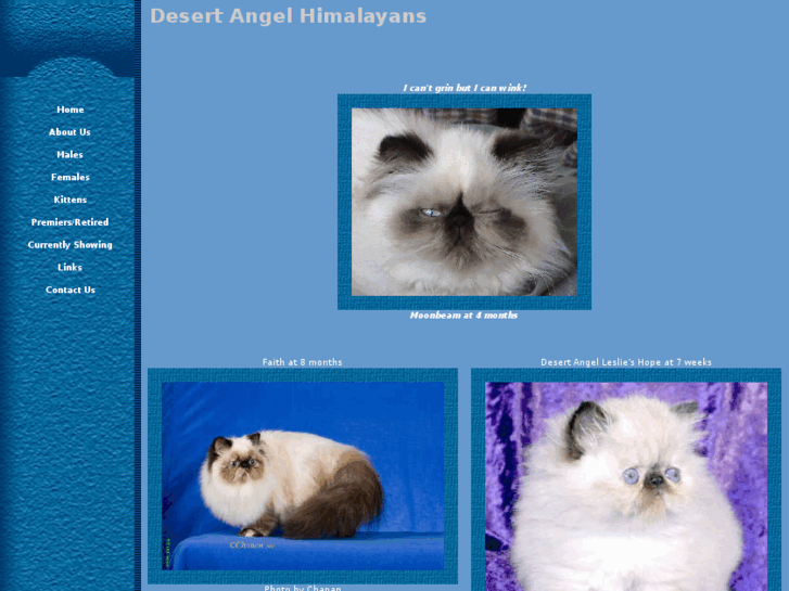 www.desertangelcats.com