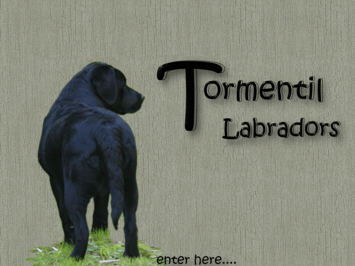 www.tormentillabradors.com