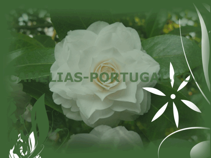 www.camelias-portugal.com