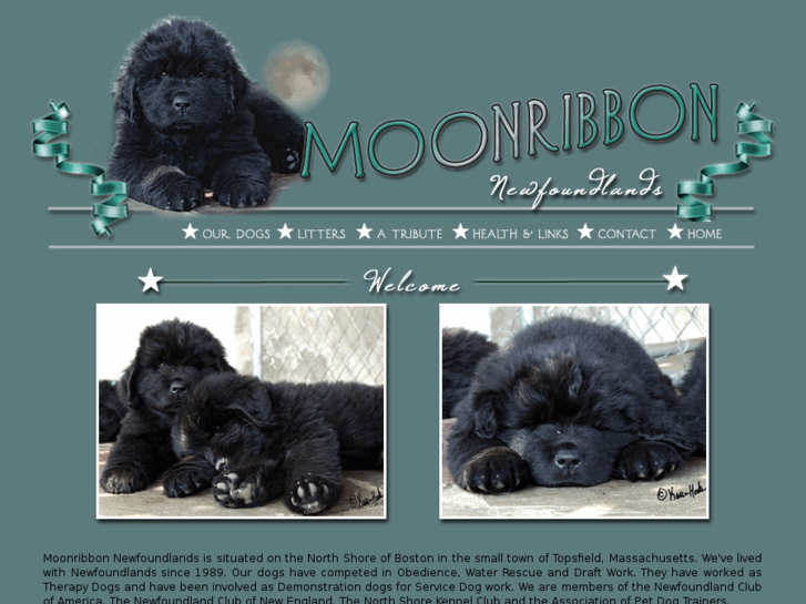 www.moonribbonnewfoundlands.com