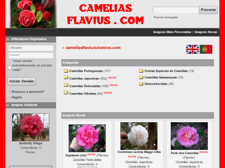 www.cameliasflavius.com