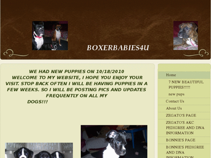 www.boxerbabies4u.com