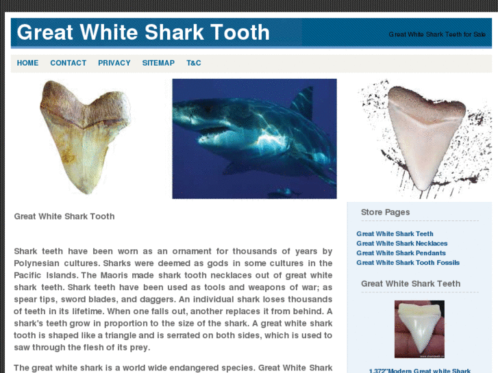 www.greatwhitesharktooth.com