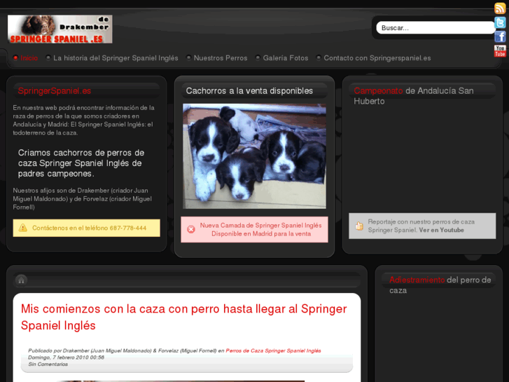 www.springerspaniel.es