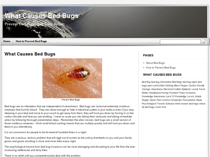 www.whatcausesbedbugs.com