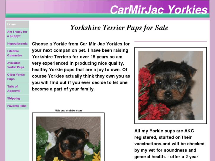 www.cmjyorkies.com