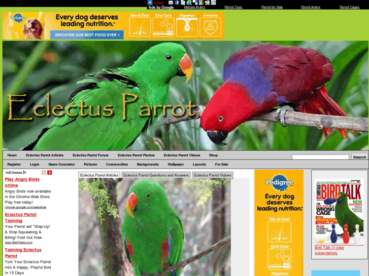 www.eclectus-parrot.com