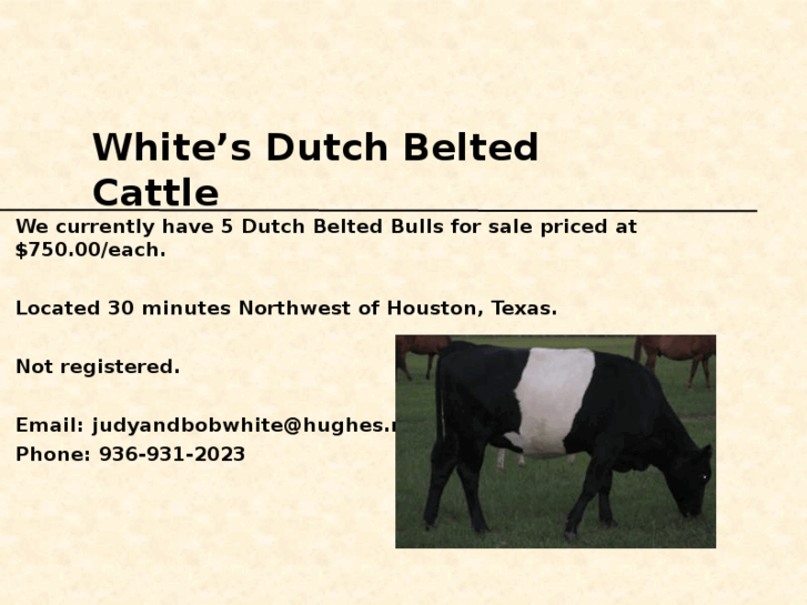 www.whitesdutchbeltedcattle.com