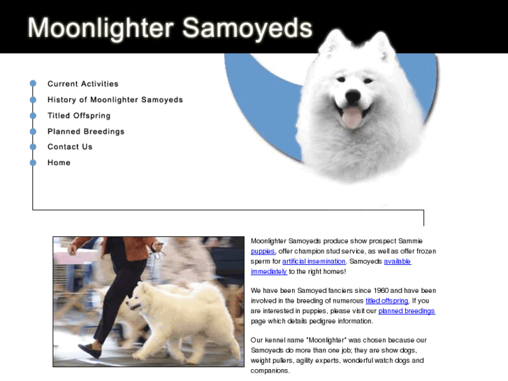 www.moonlightersamoyeds.com