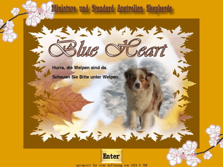 www.blue-heart-aussie.de