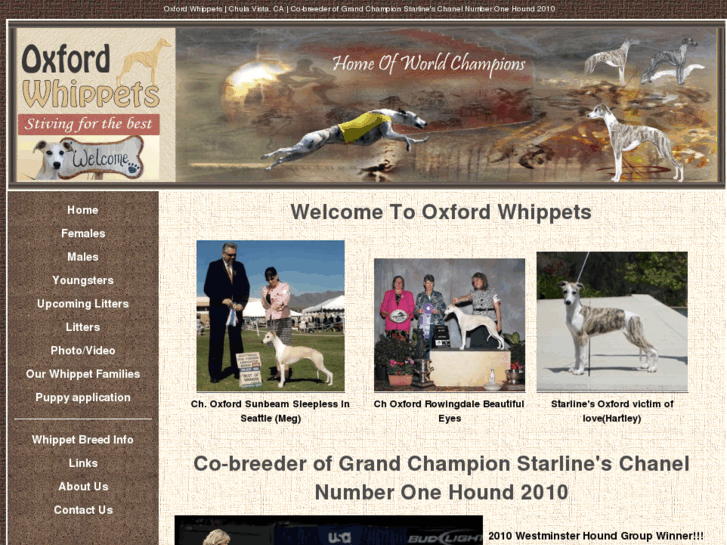 www.oxfordwhippets.com