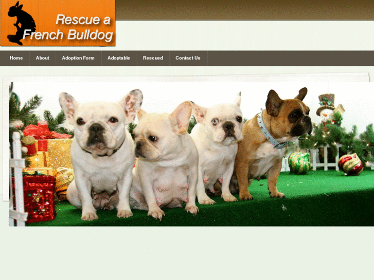 www.rescueafrenchbulldog.com