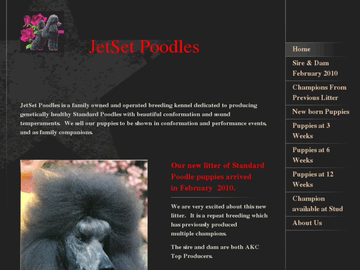 www.jetsetpoodles.com