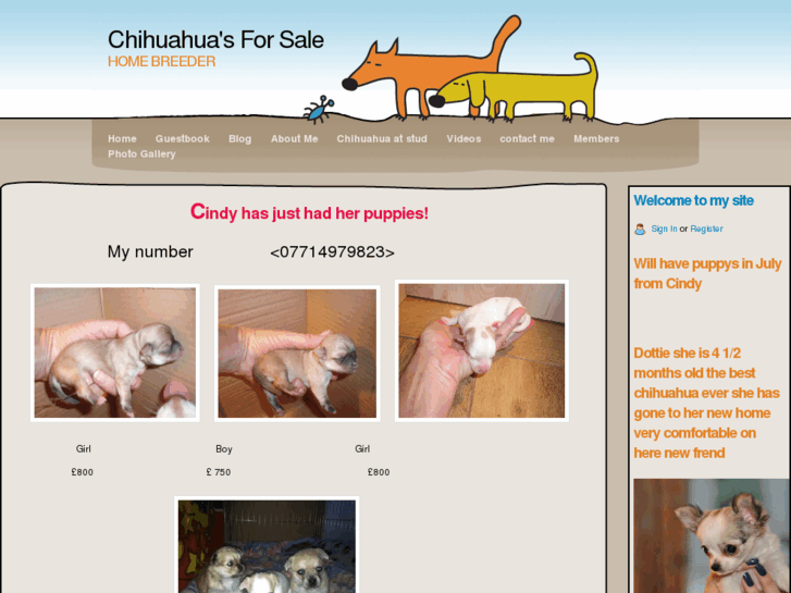 www.chihuahuapupsatlondon.com