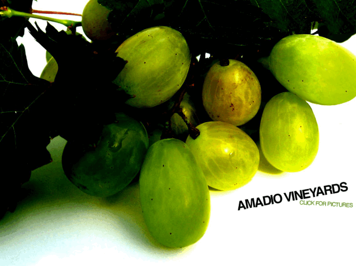 www.amadiovineyards.com