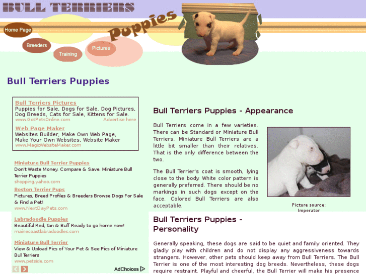 www.bull-terriers-puppies.com