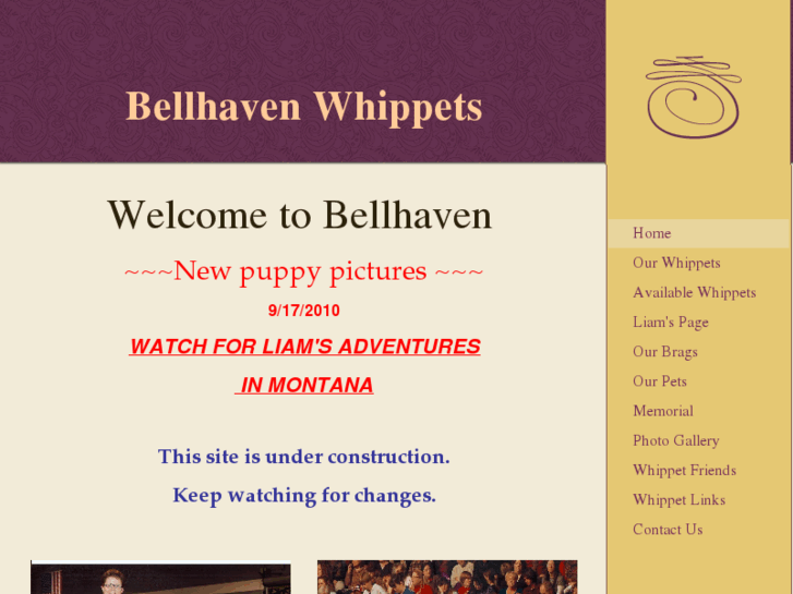 www.bellhavenwhippets.com