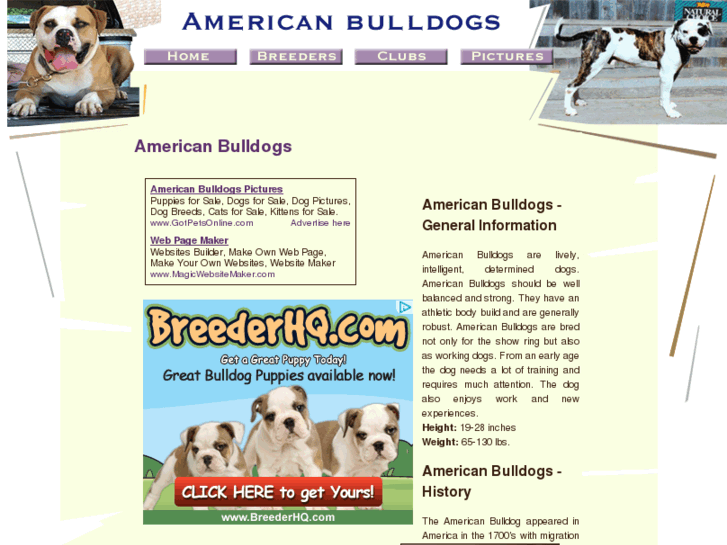 www.american-bulldogs-american-bulldogs.com