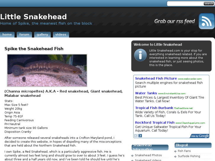 www.littlesnakehead.com