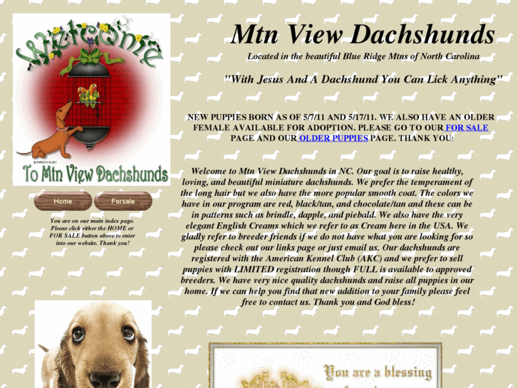 www.mtnviewdachsies.com