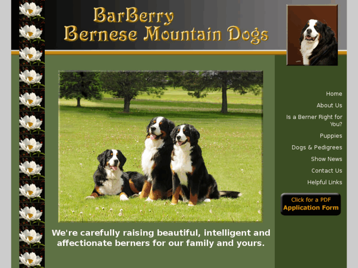 www.barberrybernese.info