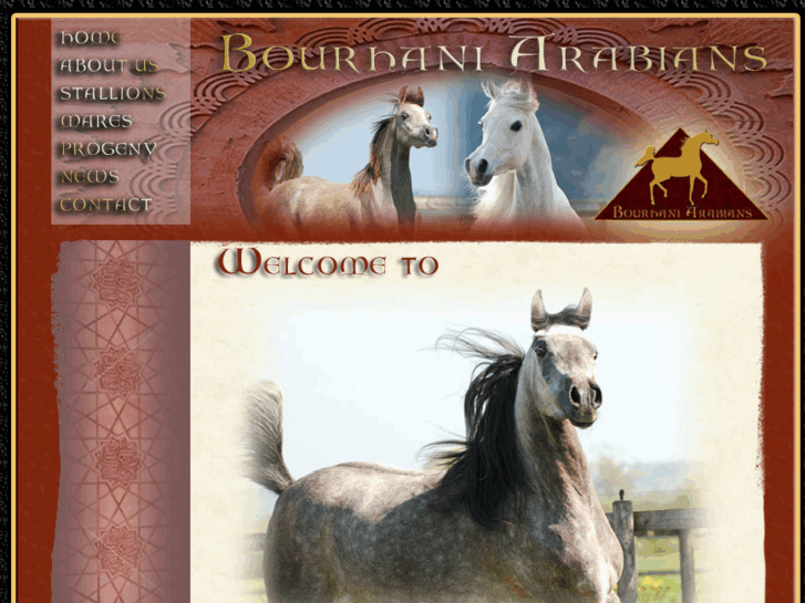 www.bourhani-arabians.com