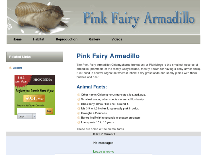 www.pinkfairyarmadillo.com